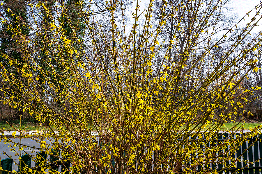 Frühling im Winter - unsere Forsythie blüht so früh wie noch nie im Jahr! - Foto JoSt © 2024